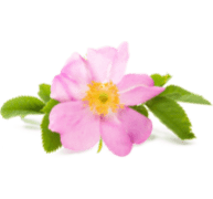 Rosa silvestre ingrediente en jardín de hierbas