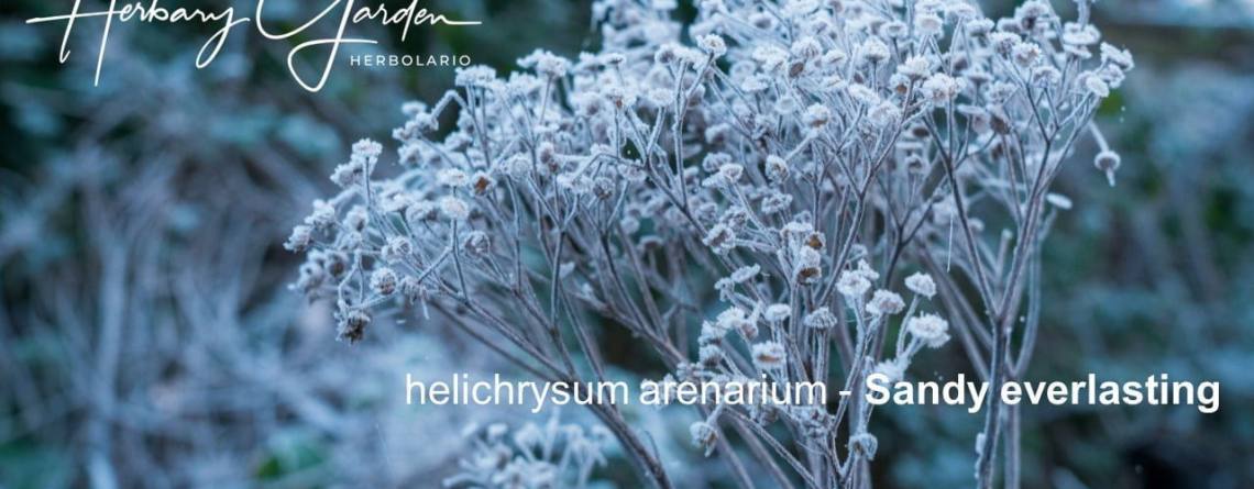 helichrysum sandy everlasting herbary garden