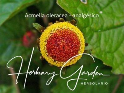 acmella Herbary Garden