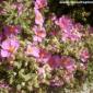 cistus, jara rock-rose herbary garden