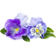 viola tricolor pensamiento herbary garden