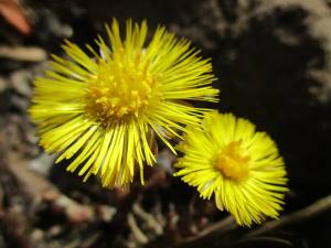 tusilago coltsfoot in herbary garden
