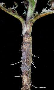 raíz de achicoria herbary garden