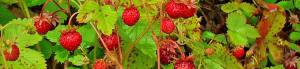 fresa silvestre, fresera, herbary garden