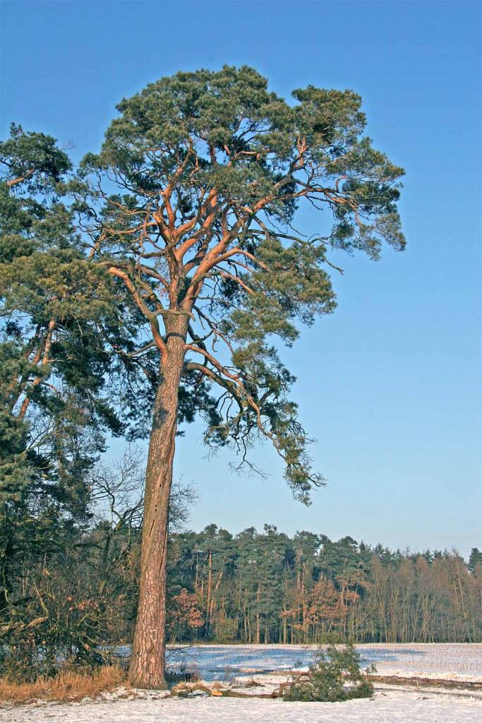 árbol de pino en Chequia herbary garden
